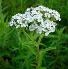 Yarrow με αρθρίωση